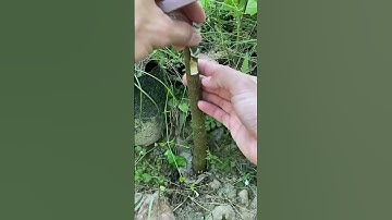 Jackfruit trees can be grafted like this #grafting