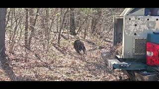 Black Bear #25-2408 Released after Rehabilitation!