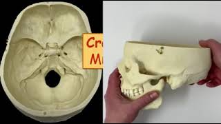 Cranial Foramina   Mnemonic Phrase   YouTube