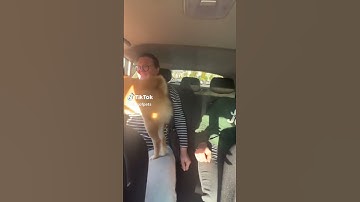 Laugh Out Loud at These Funny Dog Moments! 😄