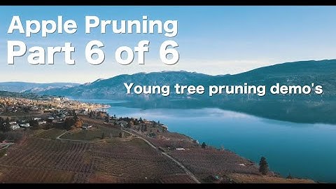 Apple Pruning Young Tree - Demo 6 - Steve Brown