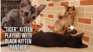Cute Kitten Tiger Want to play with other cats & very playful kitten by meowcat 260 views 1 year ago 7 minutes, 7 seconds