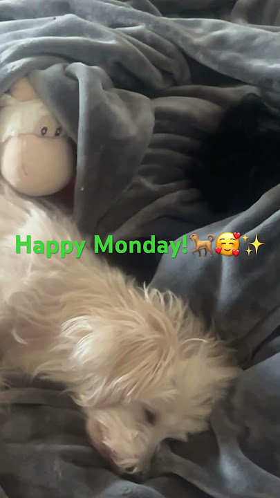 Amore & Joey sends puppy love to all on this lovely Monday!🐕💞🐶🥰✨#love #cute #dogs #pets #animals