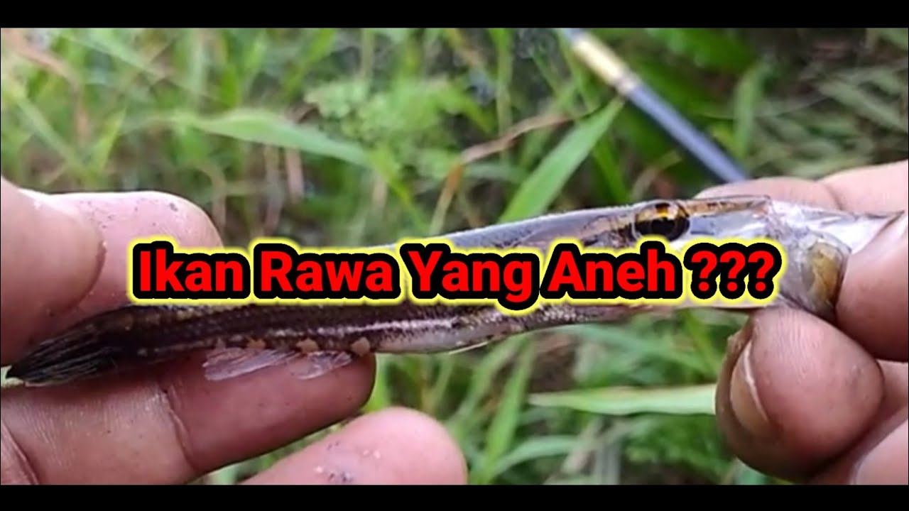 Ikan rawa yang aneh