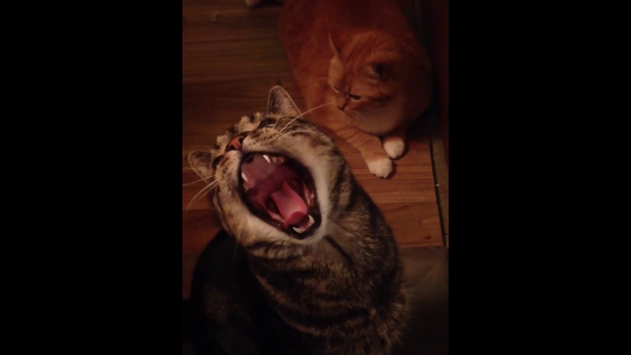 sweetwater ✨11✨Cat Yawns on command👍