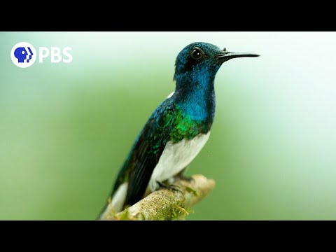 Video: Zijn mannelijke kolibries territoriaal?
