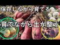 さつま芋は肥料で育ちません!これが農家の当たり前|玉ねぎの後作で育てると土も肥え豊作になるの理由がすごい輪作設計