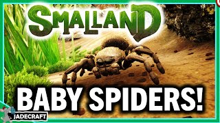 SMALLAND BABY SPIDERS! Changing Seasons And Weather! Get More Info!
