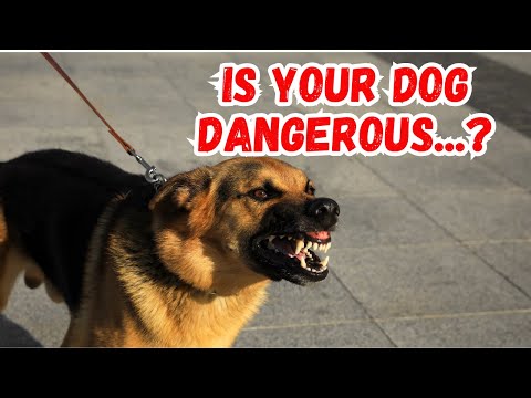 The Hidden Reality Behind Dangerous Dog Behaviour