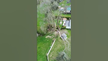Luck Or Skill? #stihl #arborist #timber #logging #husqvarna #chainsaw #wood #tree #climbing #drone
