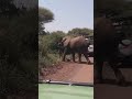 TEMBO AKIOMBOLEZA NA MWILI WA MWANAE HUKO LAKE MANYARA TEMBO AKIOMBOLEZA NA MWILI WA MWANAE HUKO LAKE MANYARA