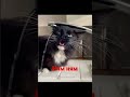 #животные #питомцы #funny #humor #юмор #cat #коты #кот #смешныеживотные #смешныевидео #home #cats