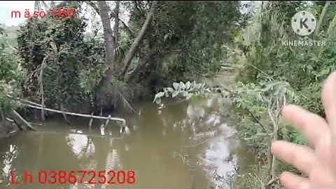 m ã số 1380 ❤️ bán đất xã Tân Thuận Bình Tiền Giang 41x38m bán 2 tỷ 500triệu