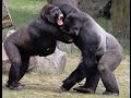 REAL Monkey Brawl - L.A. Zoo