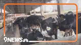 Avian flu detected in dairy cattle in Colorado