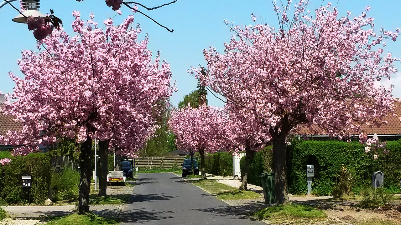 Terbaru 38+ Cherry Blossom Tree Japan