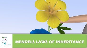 MENDELS LAWS OF INHERITANCE