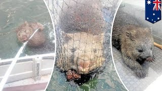 Австралийский рыбак спас вомбата, выудив его из воды