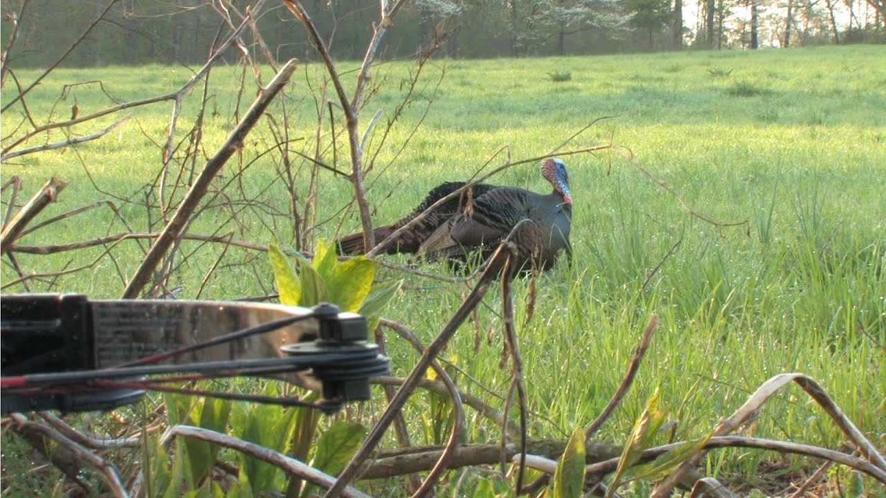 CNTVCrossbow Turkey Hunting, Southern Style YouTube