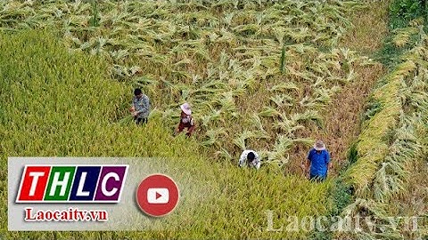 Mường Khương phấn đấu giảm nghèo nhanh ở địa bàn khó khăn nhất | THLC