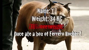 PDSA Pet Fit Club Fianlist - TJ the Dog