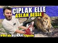 ÇIPLAK ELLE VAHŞİ ASLAN BESLEMEK! #BırakBurakYapsın