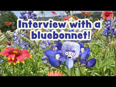 Video: Apakah jenis tumbuhan bluebonnet?