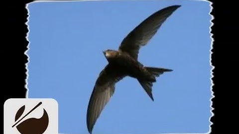 Birdcall Common Swift - Vogelstimme Mauersegler