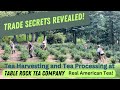 How to grow and make tea  a look at how we harvest and process our real american tea