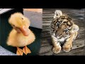 Cute baby animalss compilation  funny and cute moment of the animals 30  cutest animals
