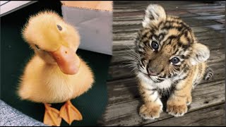 Cute Baby Animals Videos Compilation | Funny and Cute Moment of the Animals #30  Cutest Animals