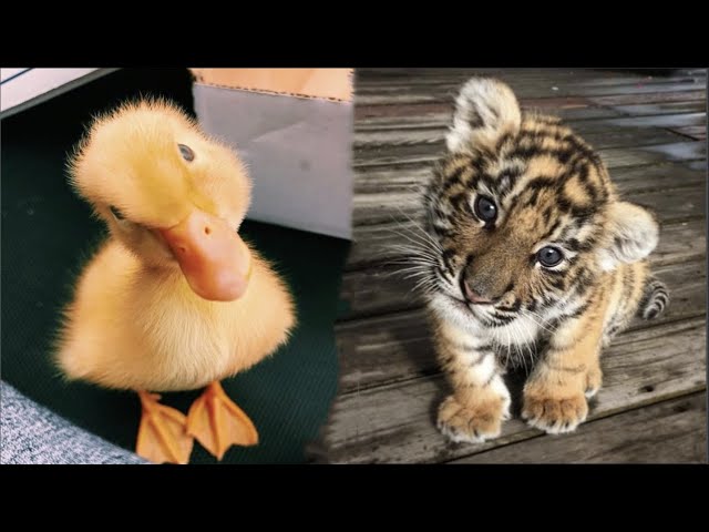 Cute Baby Animals Videos Compilation | Funny and Cute Moment of the Animals #30 - Cutest Animals class=