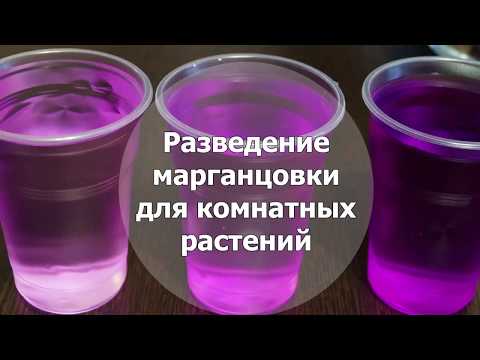 Разведение марганцовки для растений в домашних условиях