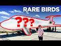 Caribbean Rare Birds - Two Unusual Plane Rides