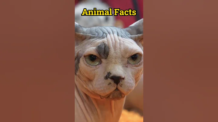Watch the video about Sphynx cat facts