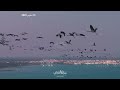طائر الكركي( الرهو ) جول الرايس الكبير تصوير المبدع عبدالله الصبحي 2025.3.19 كرك السعودية