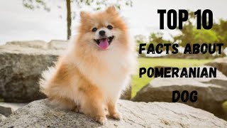 10 interesting facts about Pomeranian dog you must know