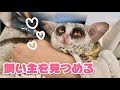 猿とまったり幸せな時間【ショウガラゴのピザトル】Pizzatoru the Bushbaby