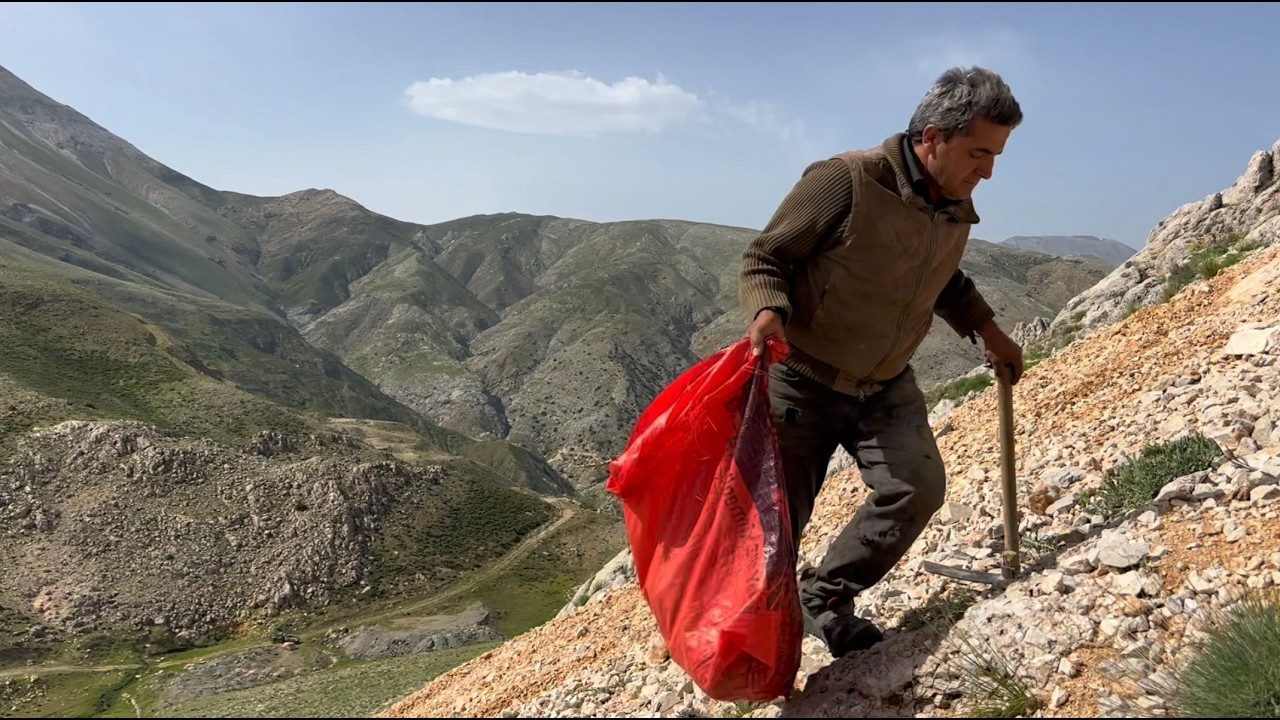 Подъем на высоту 1700 м / Сбор лекарственного чеснока