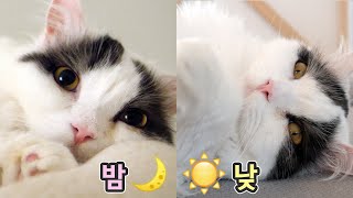 Cat Eyes Closeup  Night vs  Morning