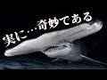 シュモクザメの頭はどうしてこんな形をしているの？(ft.シュモクザメの進化）