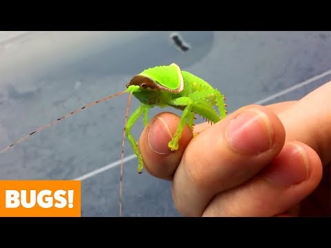Amazing Insects | Funny Pet Videos