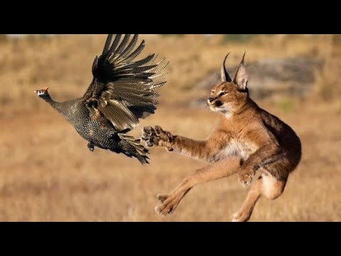 Video: Katthund Kung-Fu: De er mer enn bare kjæledyr, de er dødelige våpen