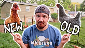 Nieuwe kippen introduceren bij onze bestaande kudde (met behulp van twee methoden)