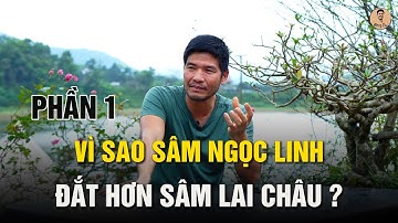 Tại sao sâm Ngọc Linh đắt hơn sâm Lai Châu #duongsam #samlaichau