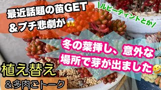 【 多肉植物 】 ベランダ多肉 の 植え替え 整理しながら 多肉事 トーク！話題の ルビーティント とか。