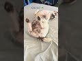 #dogshorts #funny #jackrussellterrier #memes #dogs #fyp #trending