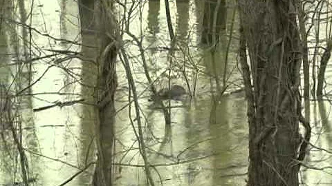 Mississippi Deer Hunting Season 2006-07