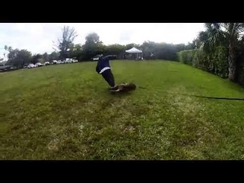 Police K-9 Decoy Training