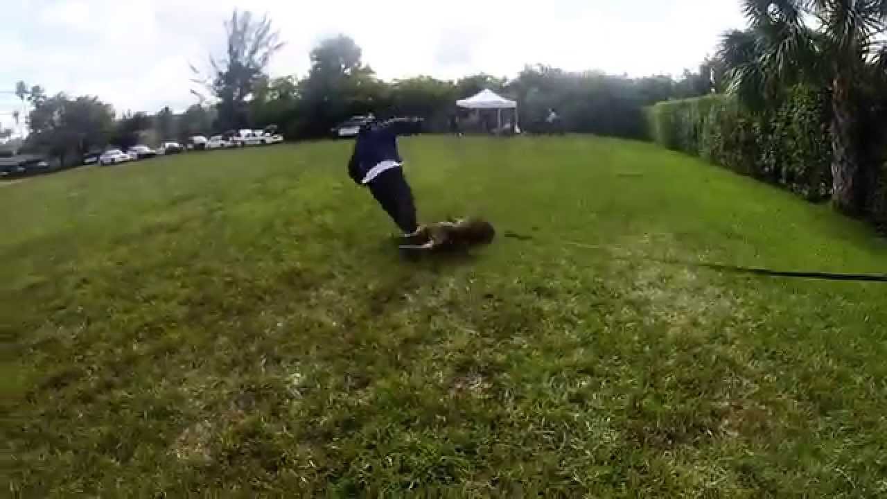 Police K9 Decoy Training YouTube